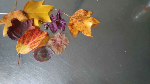 foglie d'autunno su metallo